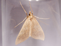 Mecyna asinalis